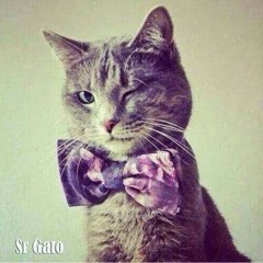 Sr Gato