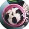 Miaow