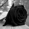 Черная Роза