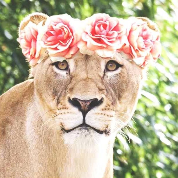LIONSMIND