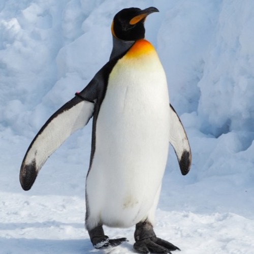 Penguin’s avatar