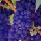 PurpleGrapes