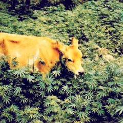 the dope cow