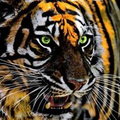 Матвей Бокачёв