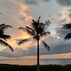 tropical_rabbit