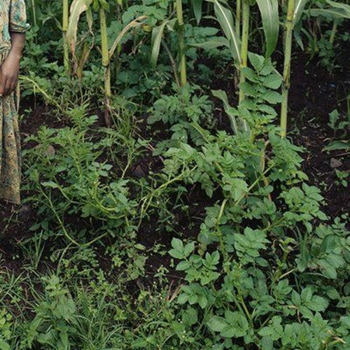 Young Dolph- CROSS COUNTRY (INTRO) (Prod By C4)