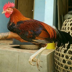dex elpe
