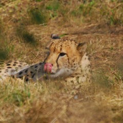 Stream 伝奇蒐集 日本中の不思議を集めて Arrange By Minorti Listen Online For Free On Soundcloud