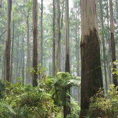 Victoria's Forestry Heritage
