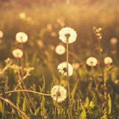 Constant Variance and Release