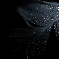 Dark_feather