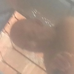 migel