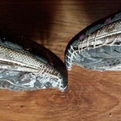Sallamari Rantala