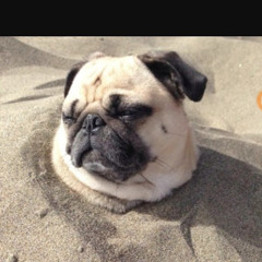 photo pug