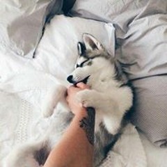 Анастасия Шишова