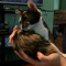 i is a cat