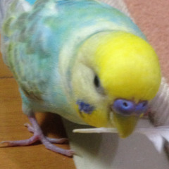 olvlo aoyama