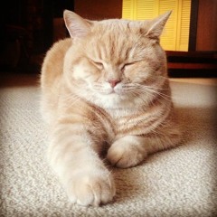 Sleepy Felines Playlist