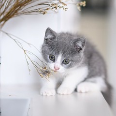 عبدالله المهداوي