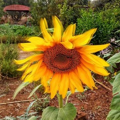 Fatima Zahrae Hirazou