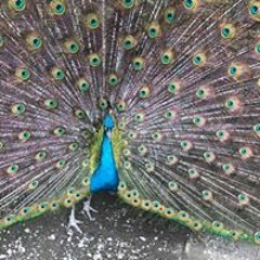 Михаил Зефир