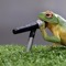 Funny Frog Bree