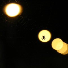 Die mit dem Schwan schwamm