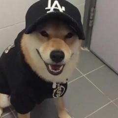 Dog Wearing a hat