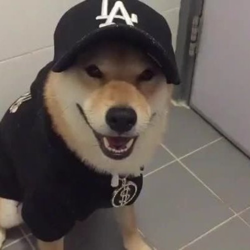 dog wearing baseball cap
