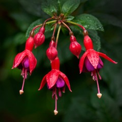 alley bell of love for you