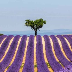 Lady Lavender