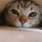 melted