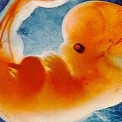 Fetus