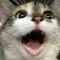 MLG Hyperkitten