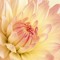 peony