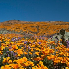 Native Plant Society of New Mexico