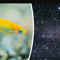 Somethingsfishy