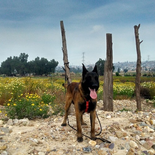 Stream Avanti Popolo Bandiera Rossa ( Live Rock Version ) by