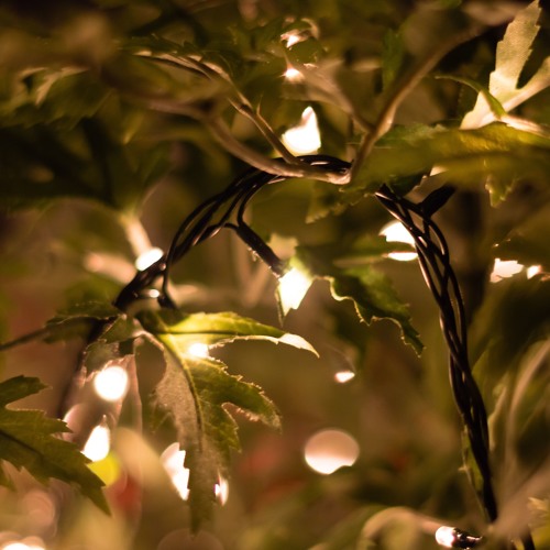 Stream Zee Avi Honey Bee (cover) by Saejlee Listen online for free