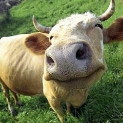 Happy Cow