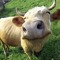 Happy Cow