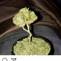 Extreemvertekkt
