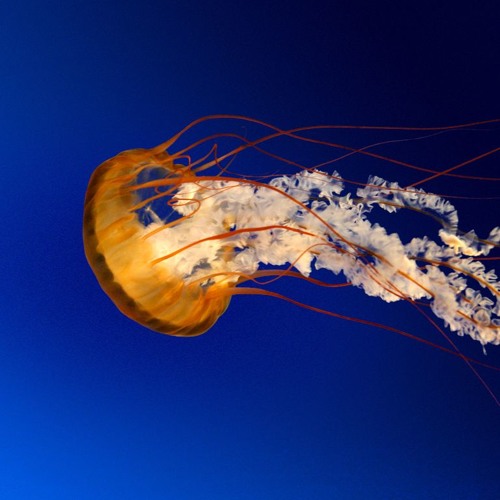 Sansar Salvo Feat. Esin İris - Akasyalar (Official Video)