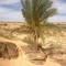 الطاهر  الغريب