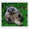 Morbidly obese racoon