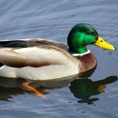 Duck Billed The Platypus