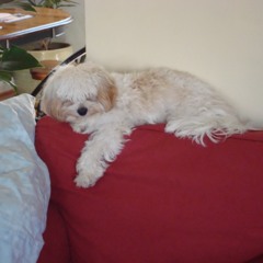 exalted perspective community