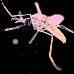 Groovin Mosquito