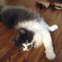 Pet dem Koda T.D.H