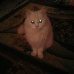 mostafa